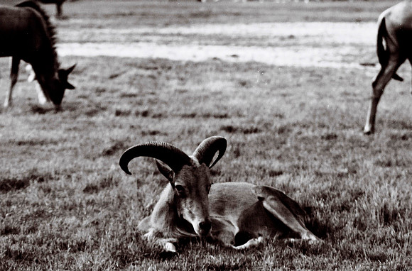 47332_FILM_BW_LIONCOUNTY_USA_FL_03_1.JPG