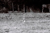 47332_FILM_BW_LIONCOUNTY_USA_FL_03_5.JPG