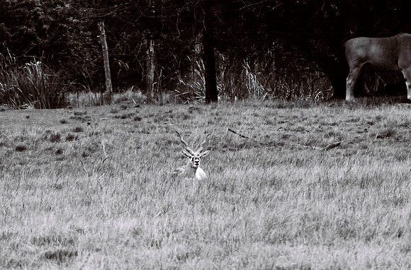 47332_FILM_BW_LIONCOUNTY_USA_FL_03_5.JPG