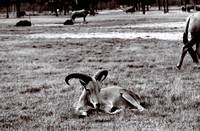 47332_FILM_BW_LIONCOUNTY_USA_FL_03_2.JPG