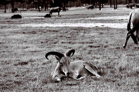 47332_FILM_BW_LIONCOUNTY_USA_FL_03_2.JPG