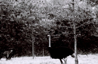 47332_FILM_BW_LIONCOUNTY_USA_FL_03_14.JPG