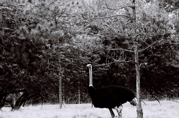 47332_FILM_BW_LIONCOUNTY_USA_FL_03_14.JPG
