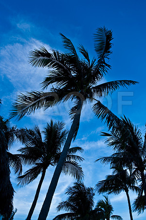 85768_ZV4N5564_film_Miami_FL_USA
