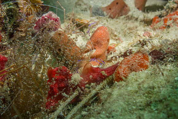 20140718_23_15_32__Oliver_Dive_20140718_OR_DA_IMG_6500