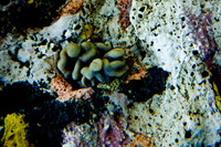 06573_DG_COLOR_MOUNT_PLEASANT_SOUTH_CAROLINA_SC_USA_2007_ZV4N1315_Nature_Animals_costal