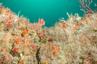 20140718_21_39_57__Oliver_Dive_20140718_OR_DA_IMG_6450