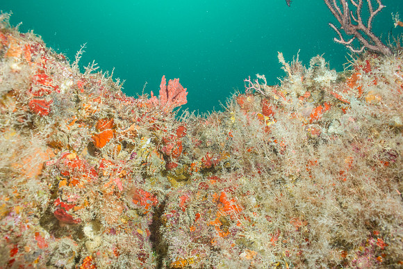 20140718_21_39_57__Oliver_Dive_20140718_OR_DA_IMG_6450