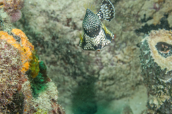 20140718_22_55_20__Oliver_Dive_20140718_OR_DA_IMG_6474