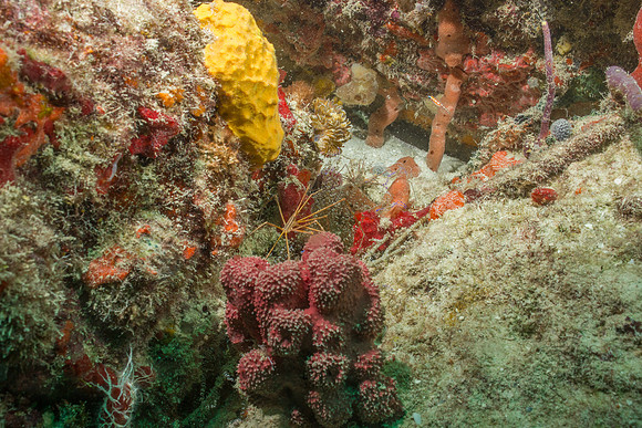 20140718_23_14_26__Oliver_Dive_20140718_OR_DA_IMG_6495