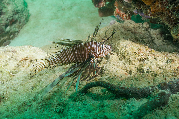 20140718_22_54_35__Oliver_Dive_20140718_OR_DA_IMG_6471