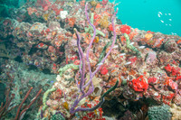 20140718_22_49_10__Oliver_Dive_20140718_OR_DA_IMG_6462
