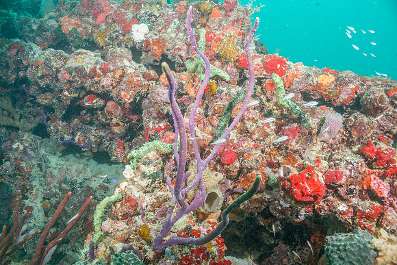 20140718_22_49_10__Oliver_Dive_20140718_OR_DA_IMG_6462