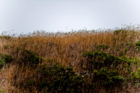 36361_DG_COLOR_BODEGA_BAY_CALIFORNIA_CA_USA_2007_ZV4N_3573