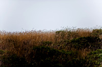 36361_DG_COLOR_BODEGA_BAY_CALIFORNIA_CA_USA_2007_ZV4N_3571