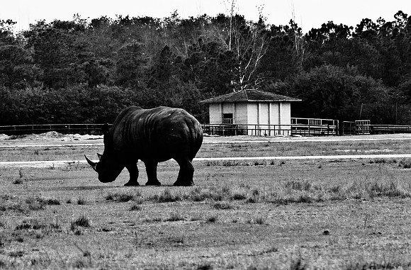 2014_FM_BW_LION_COUNTRY_FL_26.tif