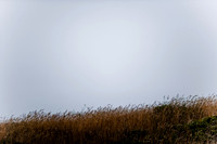 36361_DG_COLOR_BODEGA_BAY_CALIFORNIA_CA_USA_2007_ZV4N_3572