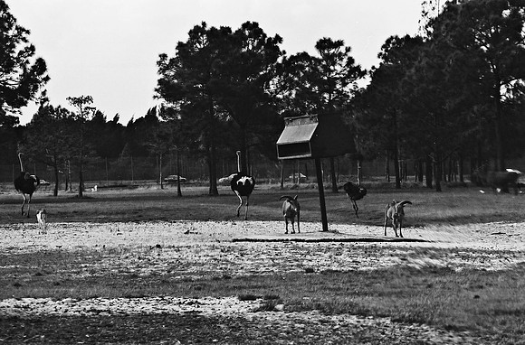 2014_FM_BW_LION_COUNTRY_FL_04.tif