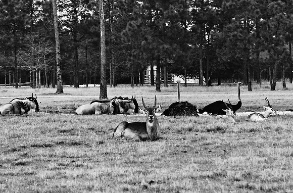 2014_FM_BW_LION_COUNTRY_FL_18.tif