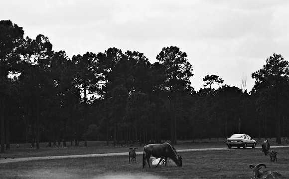 2014_FM_BW_LION_COUNTRY_FL_06.tif