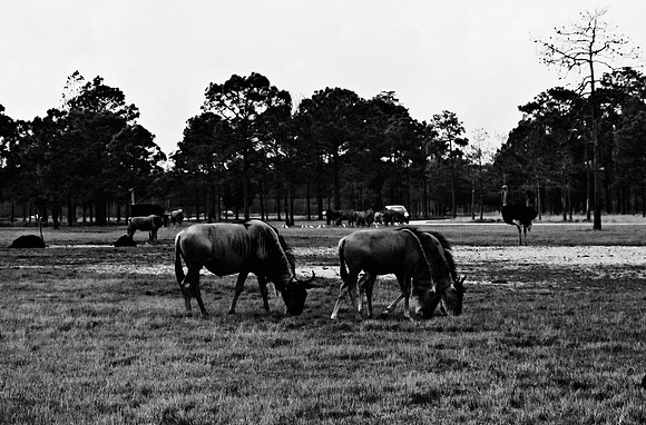 2014_FM_BW_LION_COUNTRY_FL_10.tif