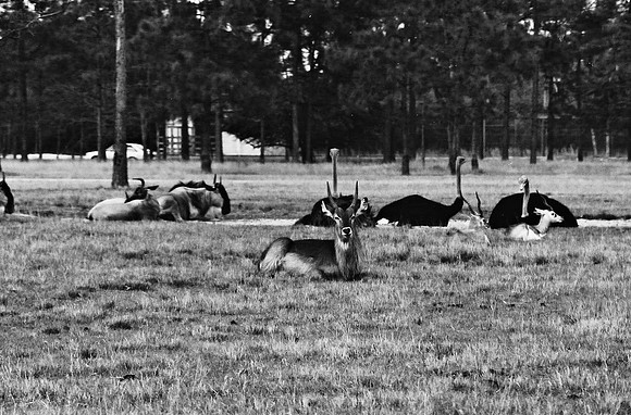 2014_FM_BW_LION_COUNTRY_FL_17.tif