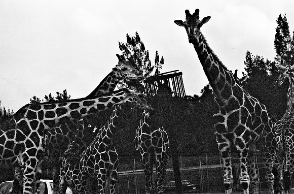 2014_FM_BW_LION_COUNTRY_FL_44.tif