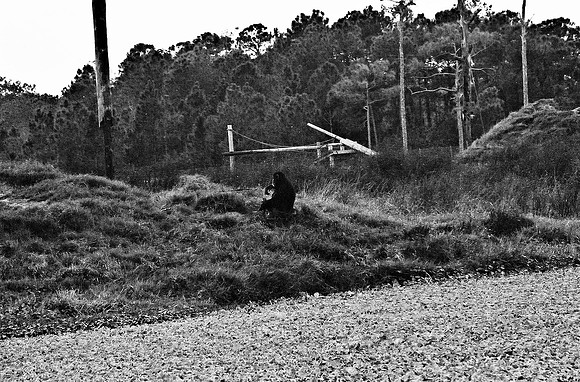 2014_FM_BW_LION_COUNTRY_FL_36.tif