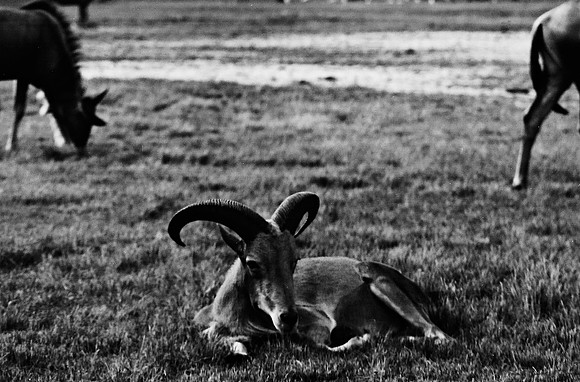 2014_FM_BW_LION_COUNTRY_FL_11.tif