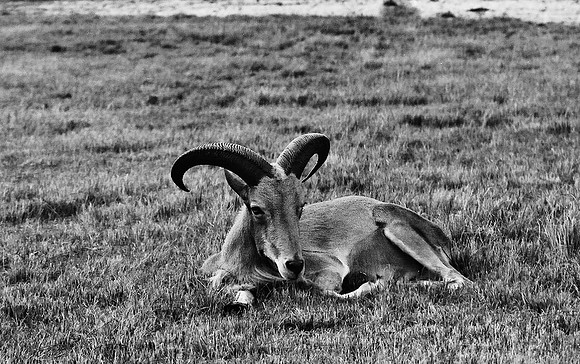 2014_FM_BW_LION_COUNTRY_FL_12.tif