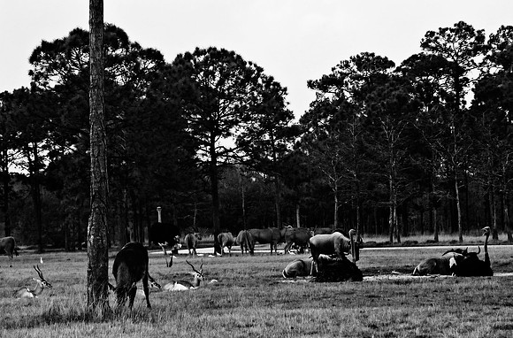 2014_FM_BW_LION_COUNTRY_FL_09.tif