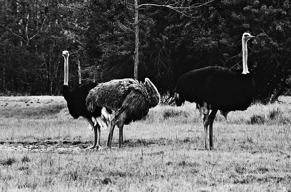 2014_FM_BW_LION_COUNTRY_FL_22.tif