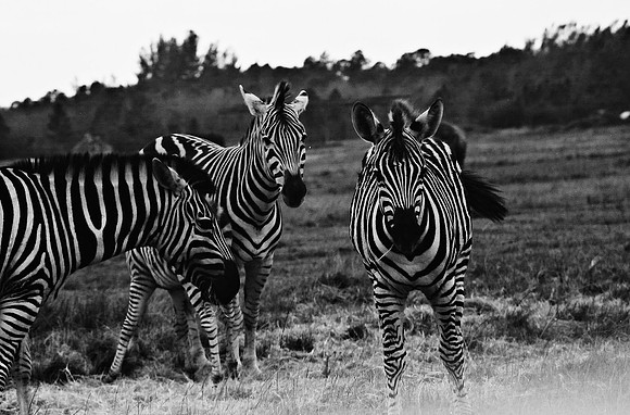 2014_FM_BW_LION_COUNTRY_FL_19.tif