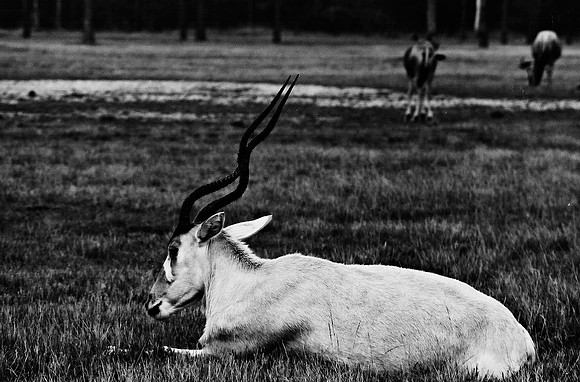 2014_FM_BW_LION_COUNTRY_FL_07.tif