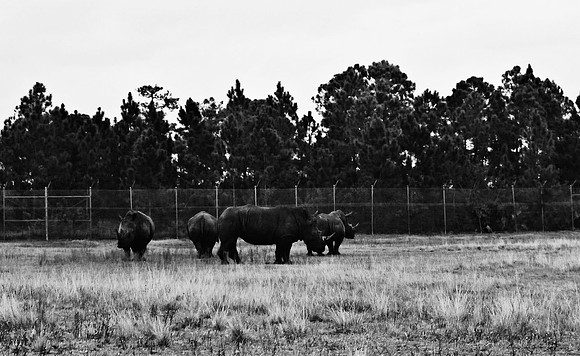 2014_FM_BW_LION_COUNTRY_FL_20.tif