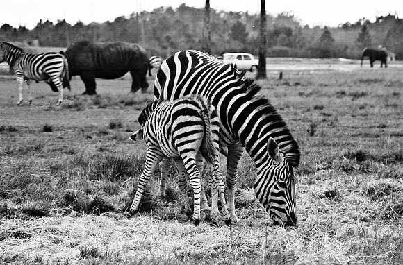 2014_FM_BW_LION_COUNTRY_FL_35.tif