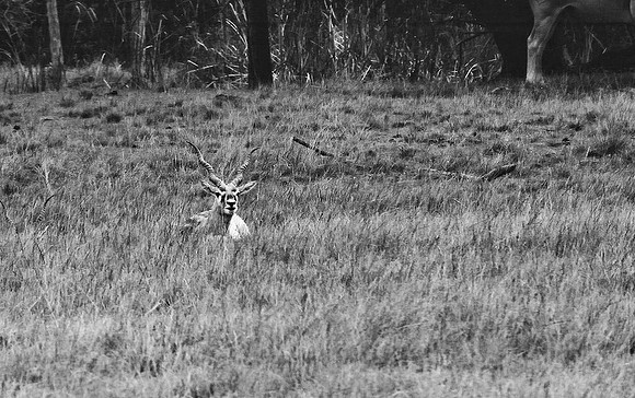 2014_FM_BW_LION_COUNTRY_FL_15.tif