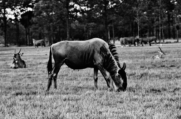 2014_FM_BW_LION_COUNTRY_FL_08.tif