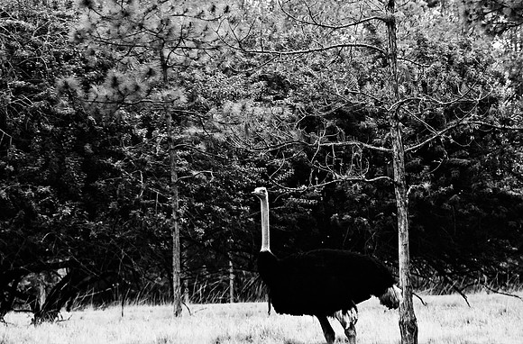 2014_FM_BW_LION_COUNTRY_FL_23.tif