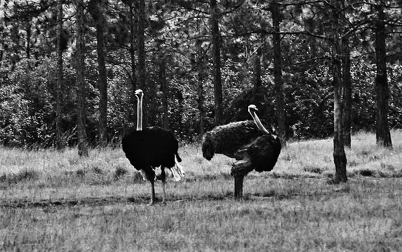 2014_FM_BW_LION_COUNTRY_FL_13.tif
