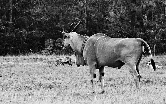 2014_FM_BW_LION_COUNTRY_FL_14.tif