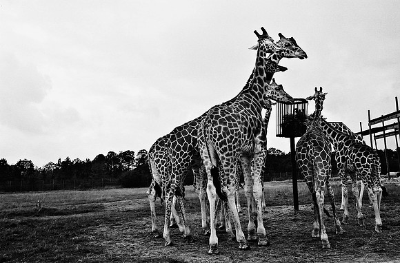 2014_FM_BW_LION_COUNTRY_FL_50.tif