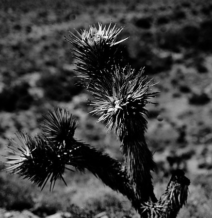 36059_BW_SQ_RED_ROCK_CAYON_NEVADA_NV_03_3.jpg