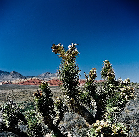 36060_FM_COLOR_CANYON_VEGAS_NV_03_11.jpg