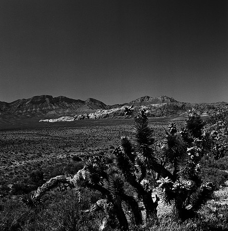 36059_BW_SQ_RED_ROCK_CAYON_NEVADA_NV_03_8.jpg