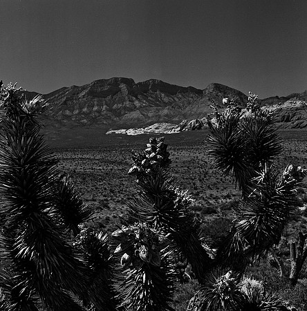 36059_BW_SQ_RED_ROCK_CAYON_NEVADA_NV_03_11.jpg