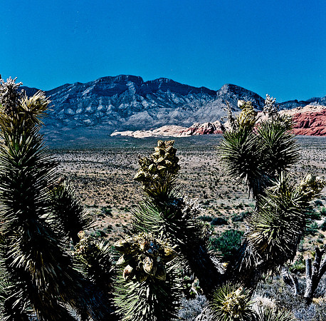 36060_FM_COLOR_CANYON_VEGAS_NV_03_8.jpg