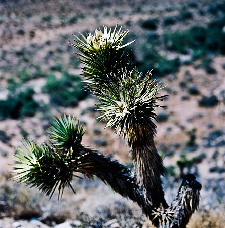 36060_FM_COLOR_CANYON_VEGAS_NV_03_4.jpg