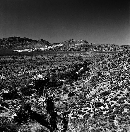 36059_BW_SQ_RED_ROCK_CAYON_NEVADA_NV_03_5.jpg