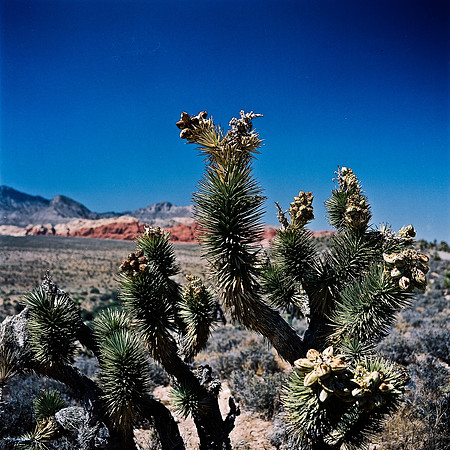 36060_FM_COLOR_CANYON_VEGAS_NV_03_10.jpg